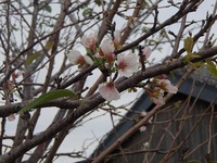 菊の季節に桜.jpg