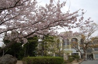 桜.JPGのサムネール画像
