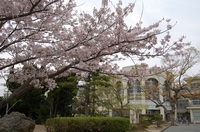 桜.JPGのサムネール画像