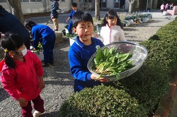 160226 冬野菜収穫 (1).JPG