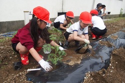 160517  野菜苗植え付 (2).JPG