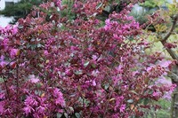 IMG_7986.jpg