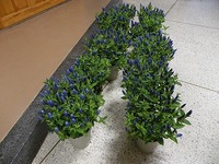 s-DSCN7390.jpg