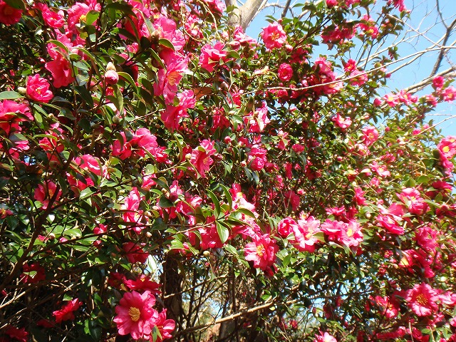 http://www.tahara.ed.jp/nanbu-e/blog/12%E6%9C%8814%E6%97%A5%E5%AF%92%E6%A4%BF.jpg