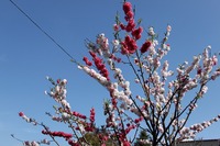 ４月１５日花もも.jpg