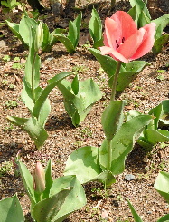 春花10.jpg