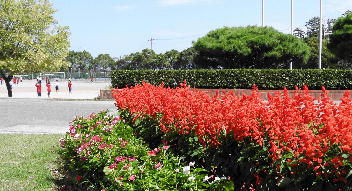 燃えるような赤! 今見頃の花壇のサルビア - 田原市立田原中学校